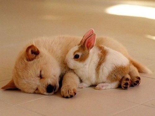 Image result for cute animal friends