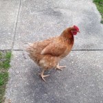 chicken dream meaning