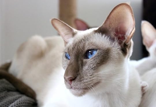 siamese-cat