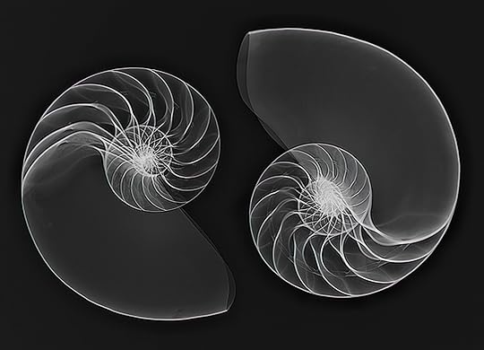 Nautilus X-Rays © Harold Davis