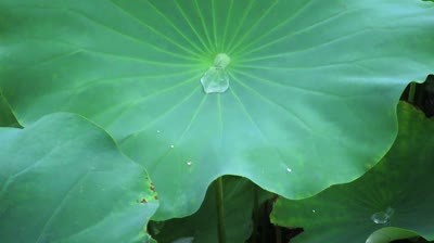 Lotus Leaves In The Rain