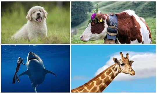 animal collage.jpg
