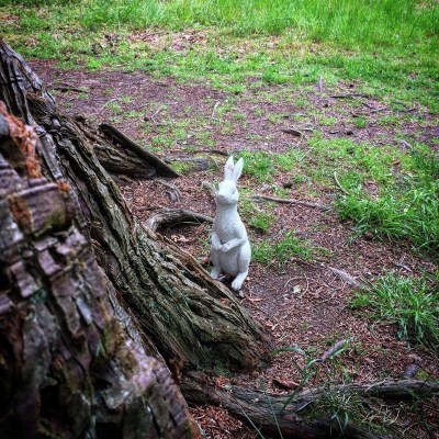 white rabbit
