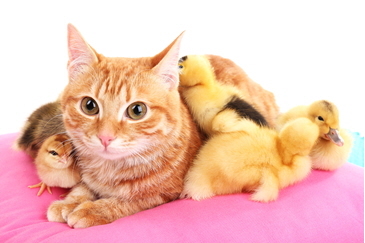 Photo of a yellow cat surrounded by yellow ducklings on a pink blanket - may you live in interesting times