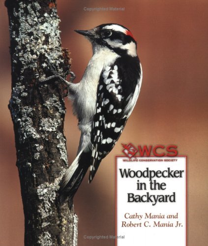 Woodpecker in the Backyard