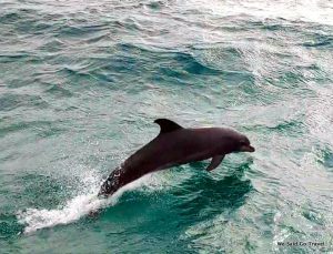 Dolphins on the way to North Point