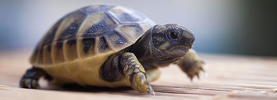 Image result for tortoise
