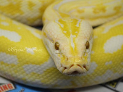 Image result for albino burmese python