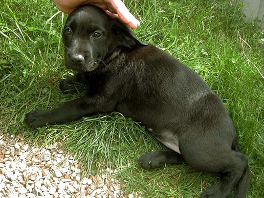 Tilly at 8 weeks old