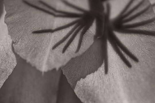 Cactus Flower Detail IV © Harold Davis