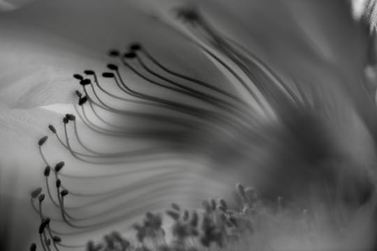 Cactus Flower Detail V © Harold Davis