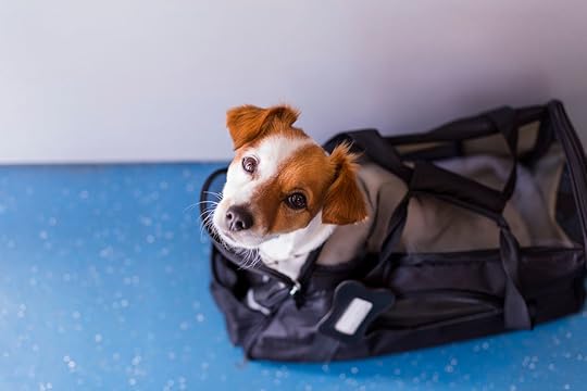 Dog in a carrier