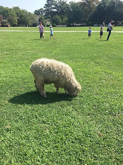 The source of my yarn! Leicester Longwool sheep!