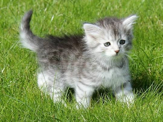 Robinkit