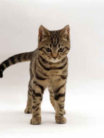 Tigerpaw