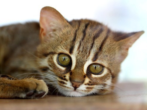 Tigerkit