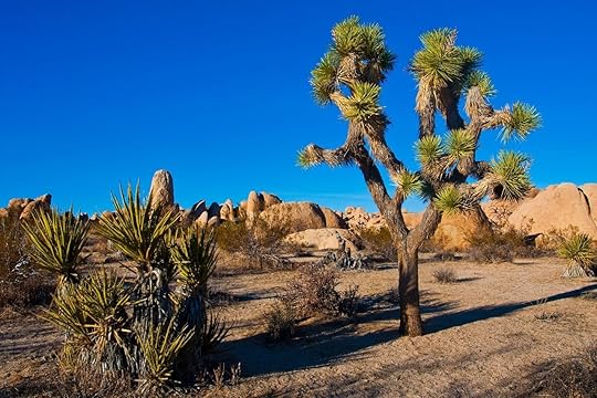 Joshua Tree in Joshua Tree National Park
