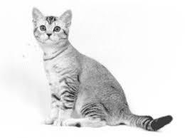 Robinpaw