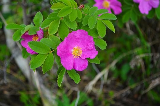 Wild rose at Pat’s Creek.