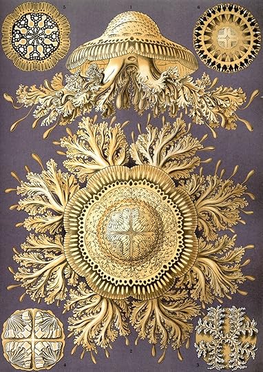  photo Discomedusae Haeckel 2_zpsv4fkzp43.jpg