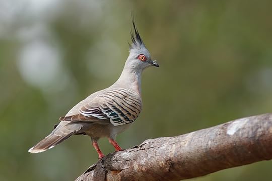 Shall I flap the alarm? Image courtesy of Fir0002/Flagstaffotos