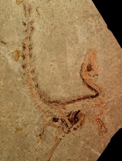 Captured bandit. Image courtesy of Jakob Vinther.