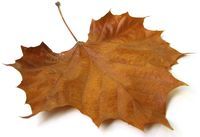 Leaf