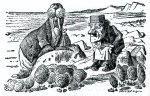 Walrus2
