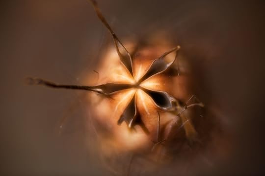 Seed Head 2 (color) © Harold Davis
