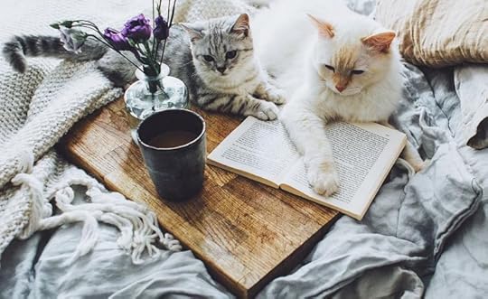 Image result for books and cats