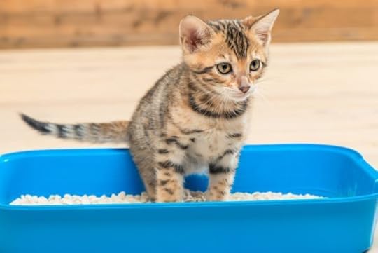 cat-vertical-pee