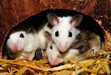 Image result for cute mice