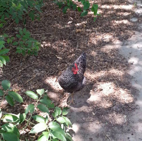 barred rock chicken invading my house