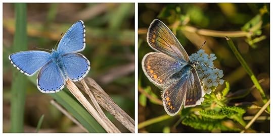 Common Blue