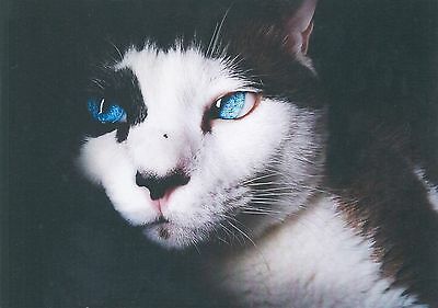 Image result for black and white cat with blue eyes