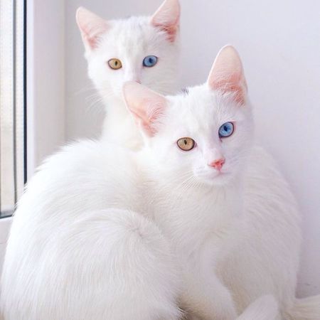 Image result for white cats