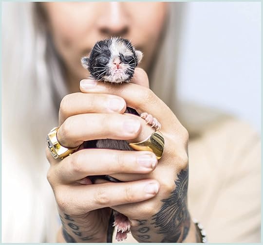 Tiny But Mighty Kitten Lady S Guide To Saving The Most Vulnerable Felines By Hannah Shaw Tiny But Mighty Kitten Lady S Guide To Saving The Most Vulnerable Felines By Hannah Shaw