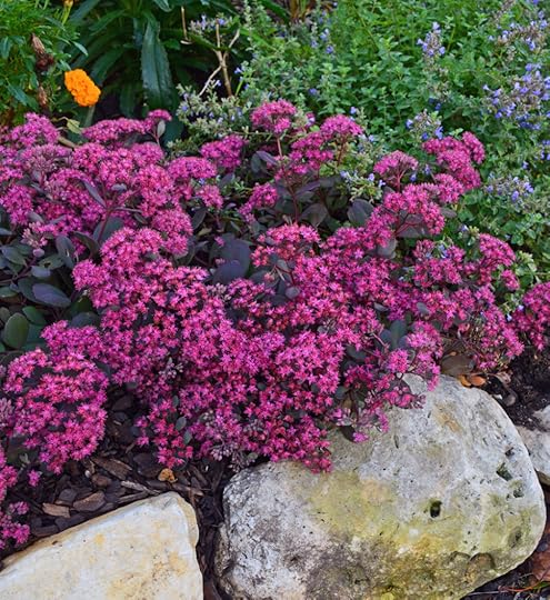 Ruby Glow Sedum Stonecrop Groundcover
