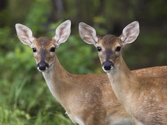 White-tail deer