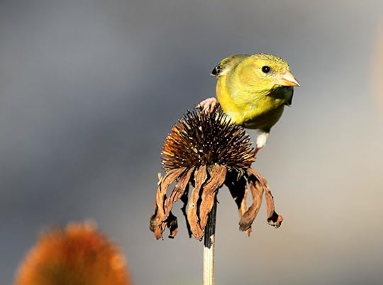 Hello Goldfinch!