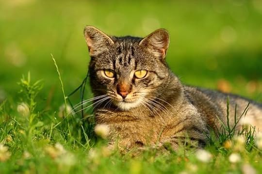 cat-grass-probiotics