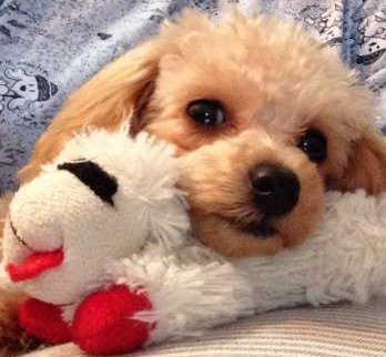 Image result for poodle hug