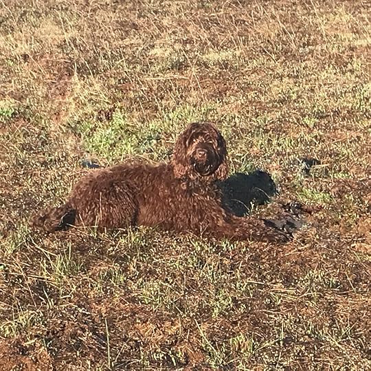 With gratitude for Matt Luchsinger and the team at NWB Dogs for helping us be better humans for Gracie.