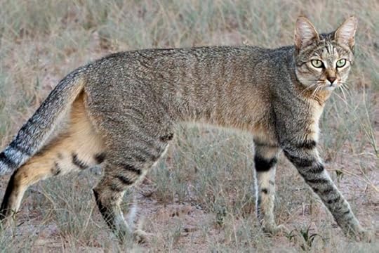 This is the African Wildcat. From what I’ve been reading, this is probably what ancient Egyptian cats looked like. Honestly, it’s probably what ALL cats looked like at that time. But for the sake of differentiating them in my head, I’ve been envisioning just Bahadur (Persian cat) as an African wildcat (i haven’t been able to find ANY descriptions of cats in ancient Persia because than I just pull up “Persian cats,” which probably didn’t develop until like, the 1700s).