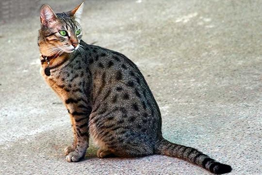 It’s unlikely that cats in ancient Egypt actually looked like an Egyptian Mau looks like now, but they’re so pretty, and I love them, so I’m imagining Nedjem as a Mau. :)