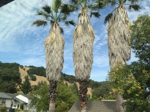 why host foreign exchange students, 3 reasons for hosting foreign exchange students, cultural lessons, traveling to a foreign country