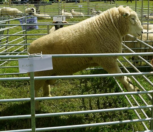 Prize-winning sheep