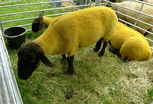 Chagford Show 19