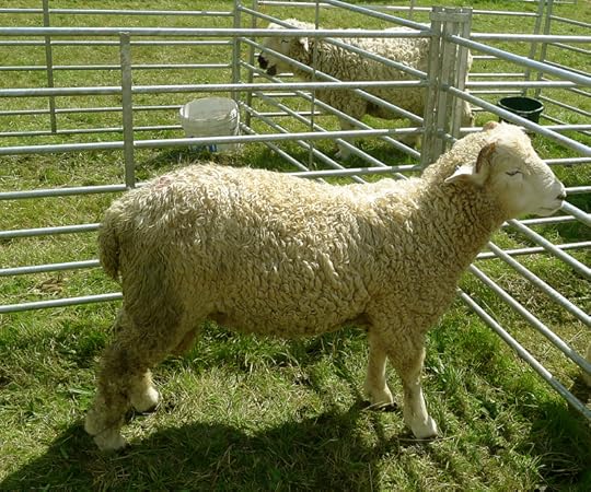 Chagford Show 21