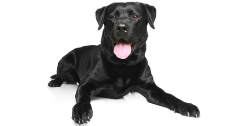 Image result for zeus the black lab
